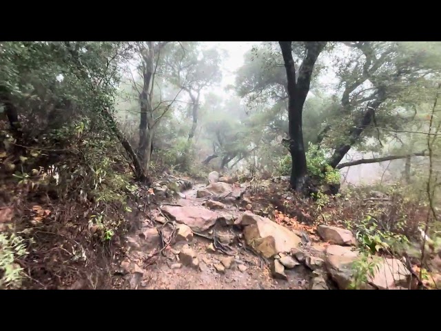 🌧️ Fresh Raindrops & Peaceful Walk in the Forest 🍃 ASMR Rain & Walking Sounds | SoCal Storm 2025