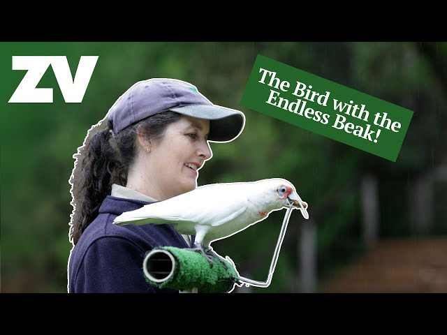 Corella Beak Trim Training