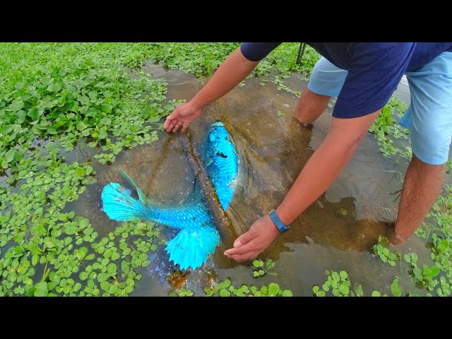 Amazing Hand Fishing Video |Tail Half Sun Spadetail Betta Fish Finding A Lot Of Betta In Village