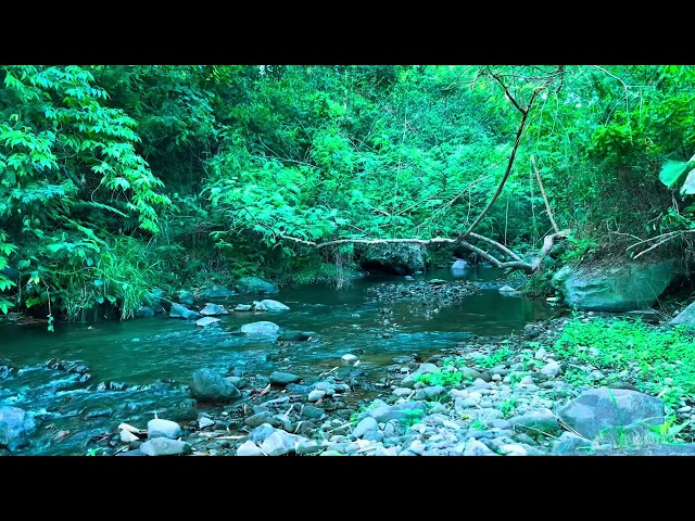 Relaxing River Sounds - Wild Birds & Flowing Water Sound, Peaceful Sounds, Stress Relief, Healing