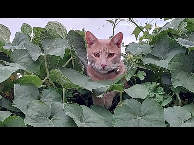 Harvesting  Vegetables With Our Pets.