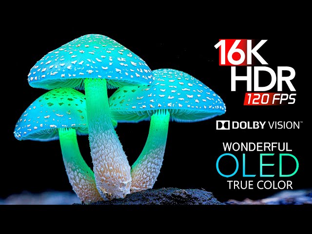 Dolby Atmos | WONDERFUL 16K HDR 120 fps Dolby Vision (16K Video)