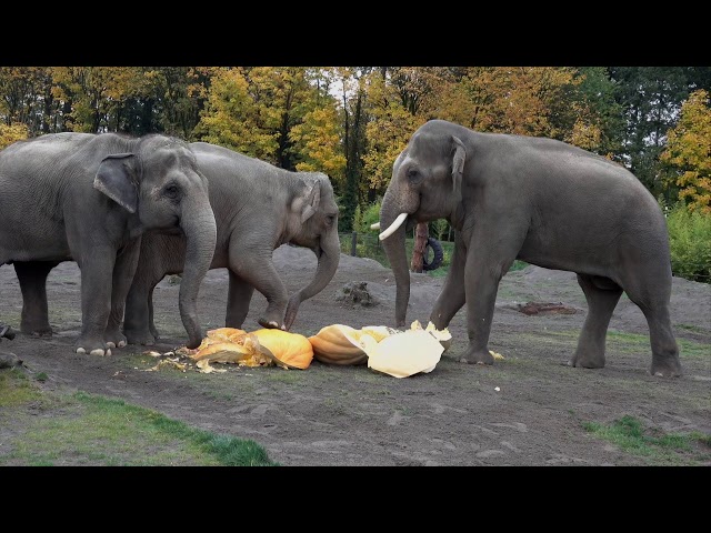 Giant Elephants Eat Giant Pumpkins at Squishing of the Squash 2019