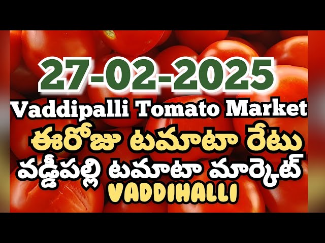 Vaddipalli Tomato Market🍅|ఈరోజుటమాటారేటు|#TodayTomatoRateInVaddipalli|27-02-2025|@ckgowthamvlogs