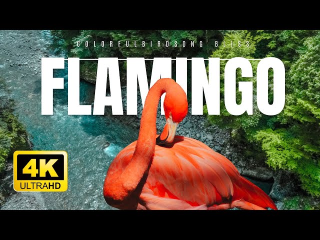 Flamingo | Wild Birds Collection🦩4K VIDEO ULTRA HD HDR 60FPS