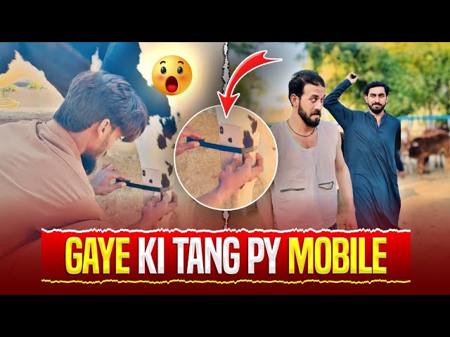 COW 🐄 ki Tang Py MOBILE 📱 | Rozi Pathan GM 🔥 | FUNNY VIDEOS 🤣 | Short Film 📽️