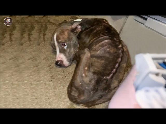 He curled up, silently shedding tears when he got his first clean meal in life