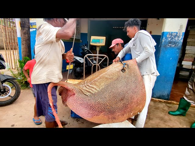 Exploring Sri Lanka's Bustling Huge Fish Market Fresh Seafood