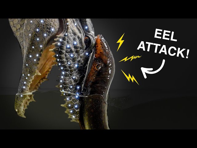 The Shocking Way Eels Attack!