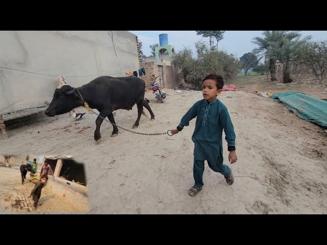 Village life Pakistan | Village cattle farm | Chacha Bhatija