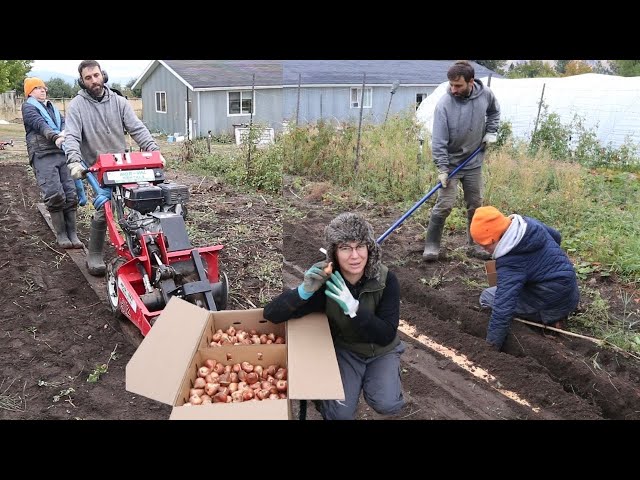 3000 Tulips!🌷 Planting Marathon