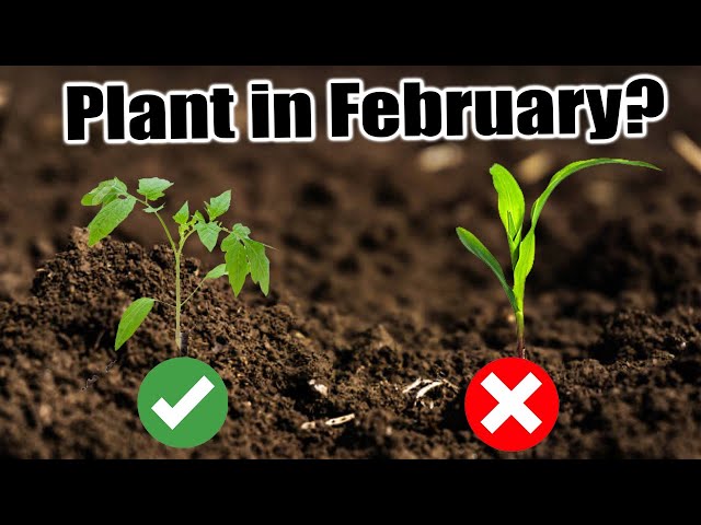 24 Vegetables to Plant in February Indoors & Outdoors