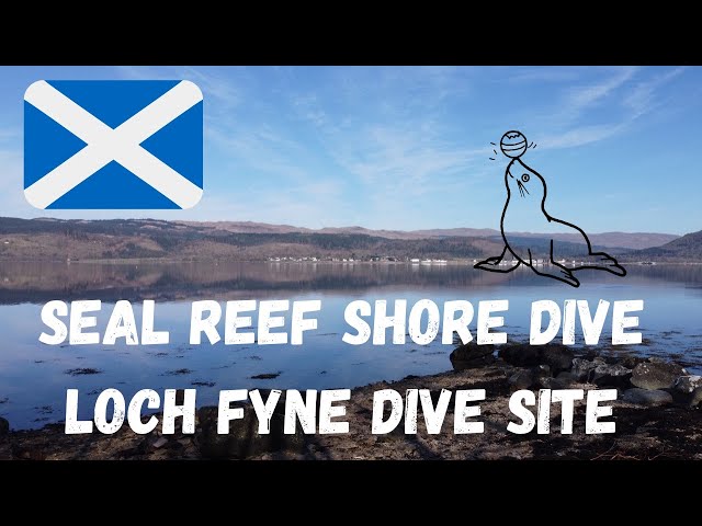 Looking For An Adventurous Shore Dive? Check Out The Seal Reef At Loch Fyne In Scotland!