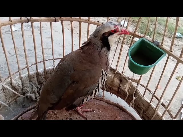 Chukar sound for hunting | chukar voice | chukar song | all sounds chukar