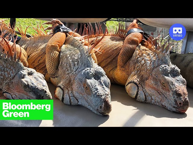 Florida's Iguana Invasion Is Heating Up | VR 180