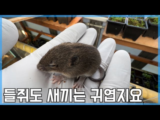 본토종과 똑같이 생겼지만 전혀 다른 제주도에서만 서식하는 쥐입니다