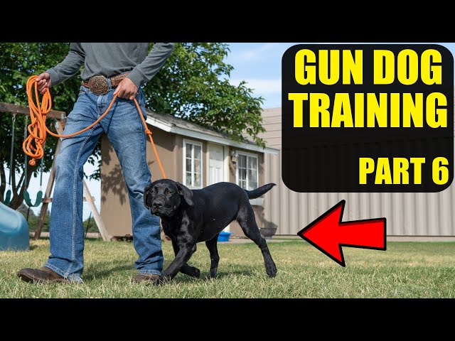 Training A Duck Dog | Pt. 6