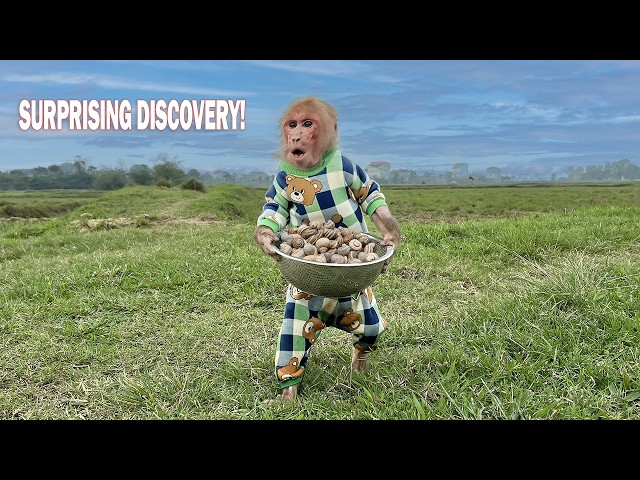 Bibi harvests snails in the countryside – An unexpected bounty!