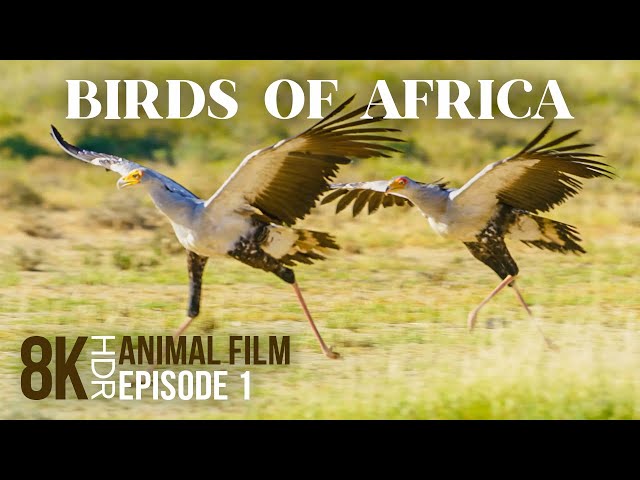 Fascinating World of Exotic African Birds - 8K HDR Wildlife Documentary Film - Episode 1