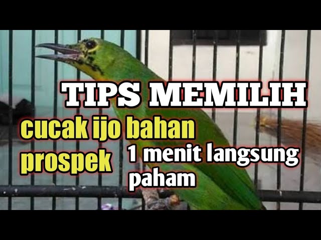 Tips paling mudah memilih cucak ijo bahan prospek cukup 1 menit langsung paham