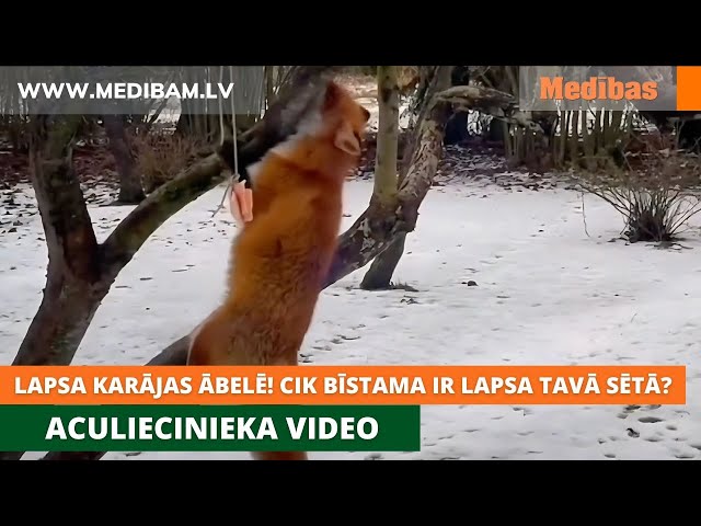 Lapsa karājas ābelē! Cik bīstama ir lapsa tavā sētā? Aculiecinieka video