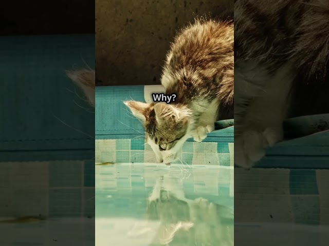 Why don't you know that? #Cats #CatBehavior #WaterLovingCats #PetCare #CatsAndWater