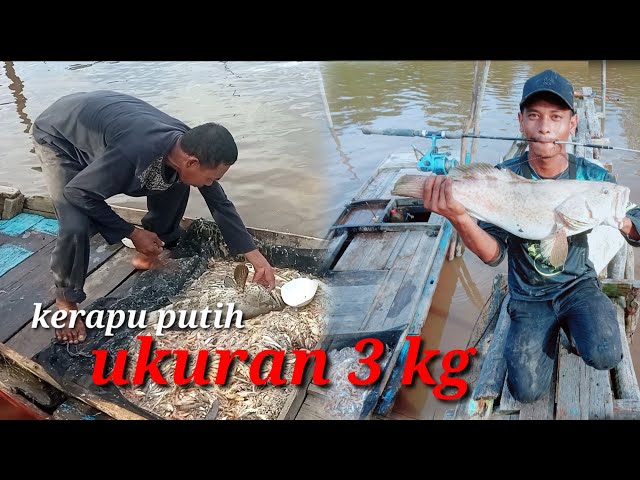 Kerapu ukuran 3kg hasil tangkapan nelayan