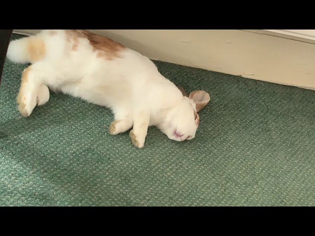 Cute Sleeping Young Rabbit