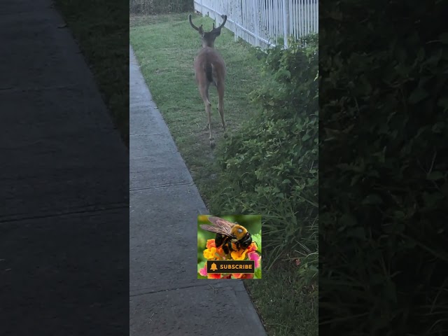 DEER Walks To the BEACH Right Next To Me! 😮🦌👍#nature #wildlife #deer