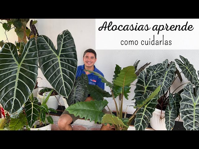 Hablemos de ALOCASIAS, la PLANTA DE INTERIOR que no puede faltar en tu jardín | CUIDADOS ALOCASIAS