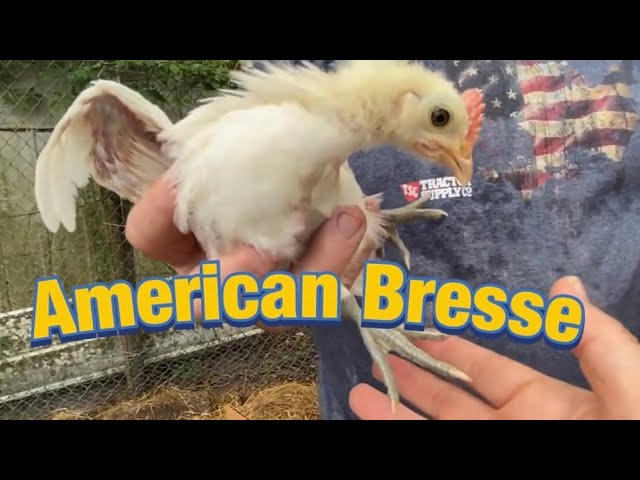 New Food Source for Our Family, The American Bresse Chicken