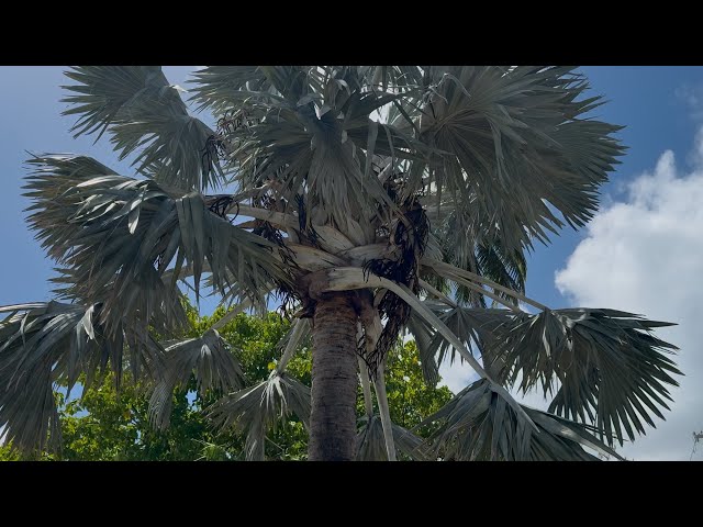 Bismarckia nobilis ? - Amazing Blue Fan Palm with huge seeds