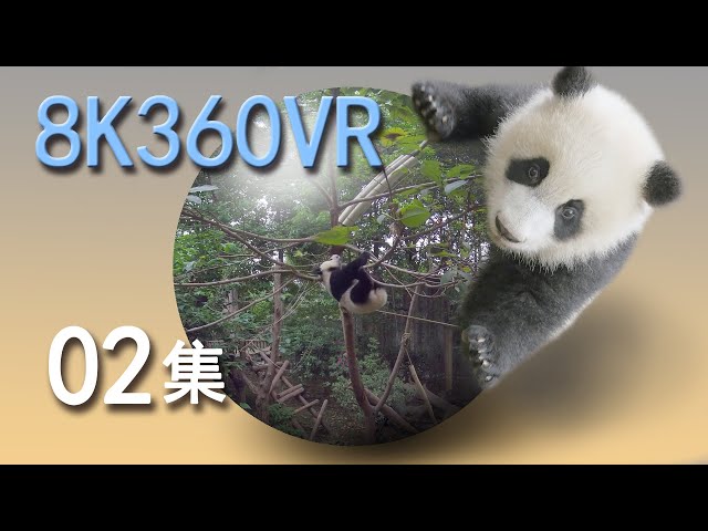 VR panda space 15 min episode 02 VR熊猫空間02集【8KVR 360VR】