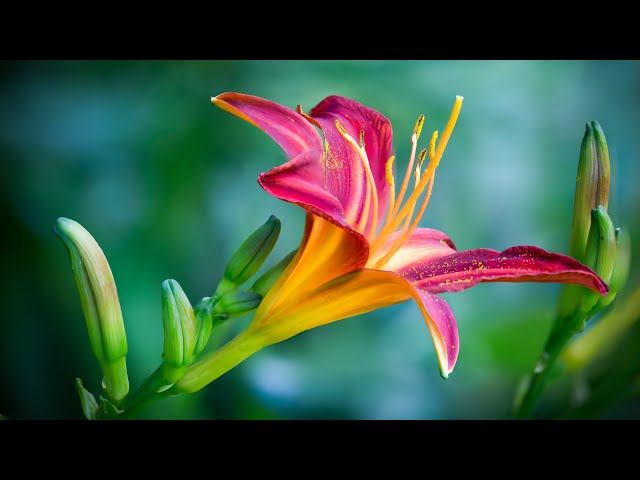 Beautiful Flower | Natural Beauty | Beauty of Nature | No Copyright Video |