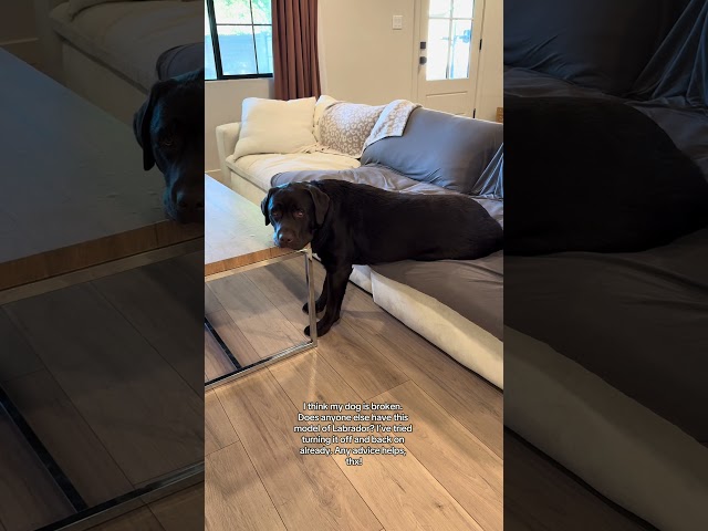 My Labrador is broken 🤣 #puppy #labradoretriever #funnydog #cutedog #dogvideos