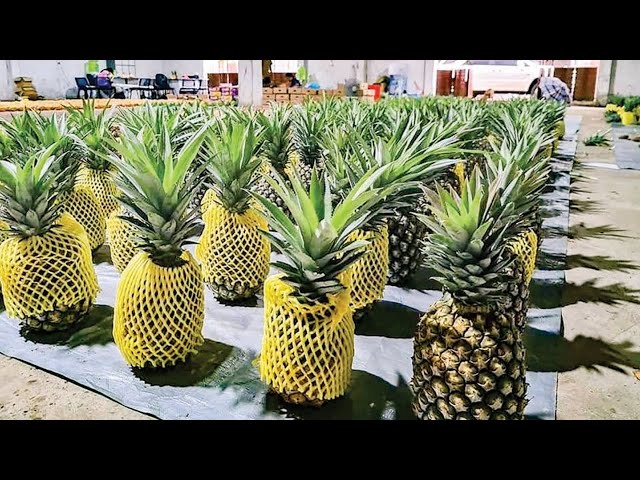 Modern Pineapple juice Fruit Juice Making Technology | Pineapple making Process #pineapplejuice