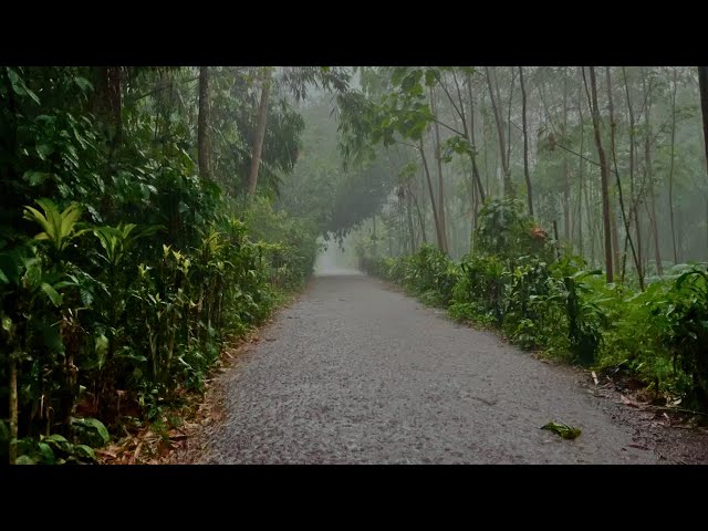 Rain - Terrible wind weather shook | in Market Banjarsari City, Rain For sleep Very refreshing