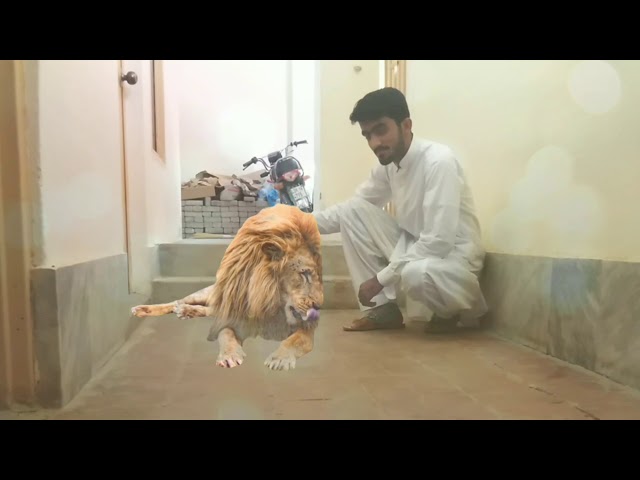 How i add a lion in this video