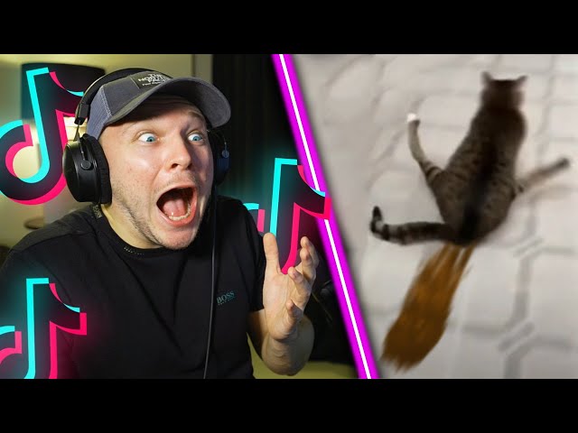 THIS ANIMAL LOST HIS MIND (Try not to laugh challenge) FRENCH VERSION