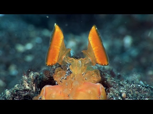 Mucky Secrets - Part 2 - Anemonefish, Shrimps & Mantis Shrimps - Lembeh Strait