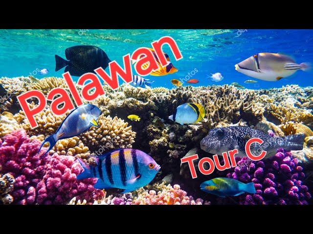 Tropic Fish Watching in El Nido Bay: A Dive into Palawan's Beauty 360VR Part 14/16