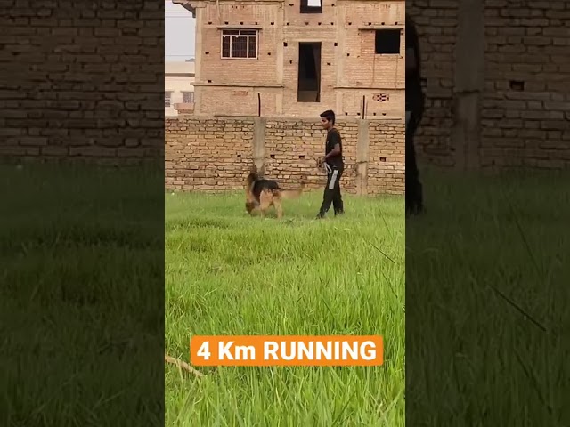 MAX Perday RUNNING 4 km | Evening Exercises of my german shepherd #fitness #gsd_lover #dog #shorts