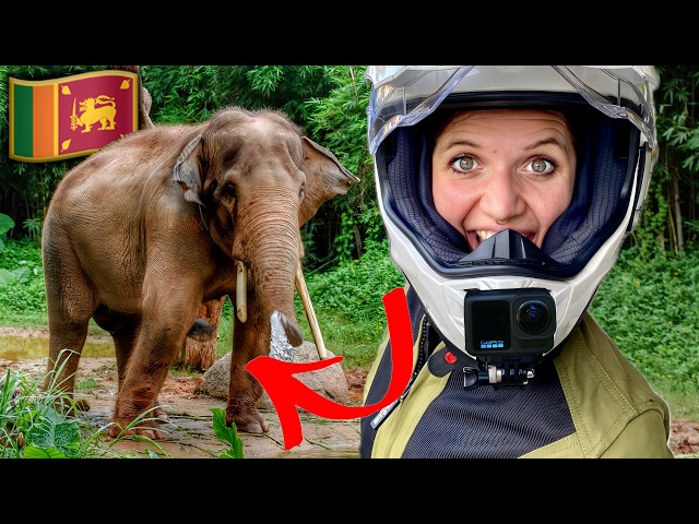 WILD ELEPHANT Encounter in Sri Lanka on my Motorcycle! 🇱🇰2