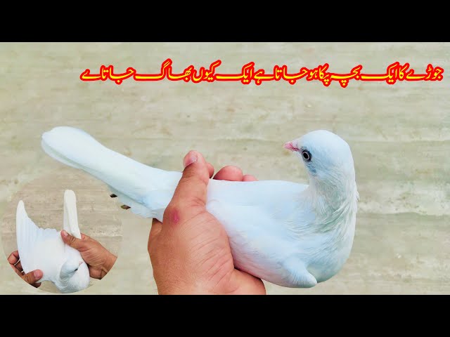 Jore Ka Ak Bacha Paka ho Jata hai Ak Kioun Bhag Jata hai || Afzaal Pigeons