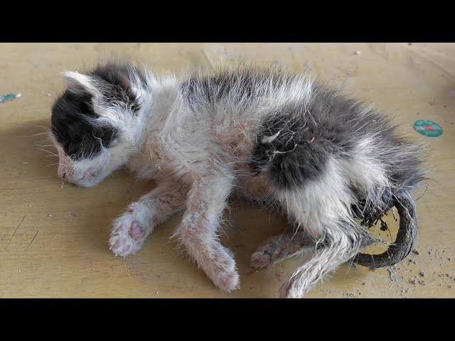 Two poor kittens found in an abandoned house，One of them is dying and the other one is meowing at me