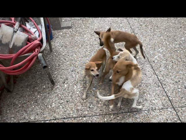 It’s Play Time All Day For 6 Happy Dogs 😍🐕 |