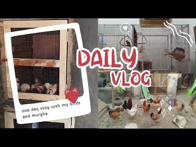 daily routine vlogs|| birds Vlogs