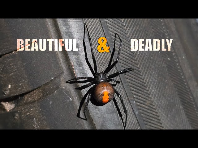 Venomous Elegance: The Redback Spider's Lurking Beauty🕷️⚠️