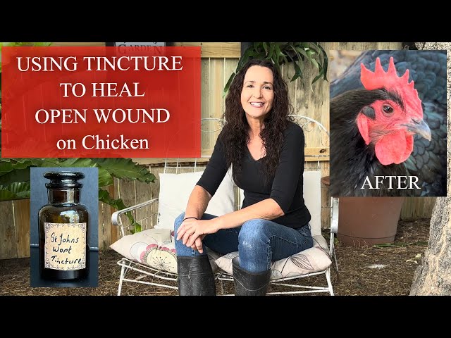 USING A TINCTURE TO HEAL A WOUND / Wounded Chickens Uses St Johns Wort Tincture a Fast Healing Herb