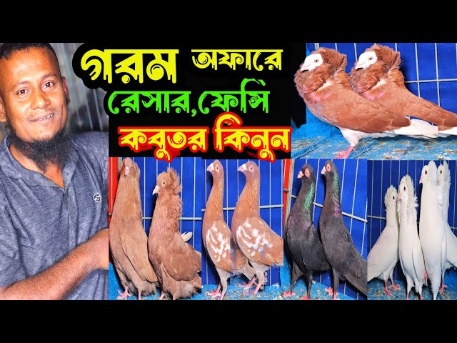 গরম অফারে রেসার,গিরিবাজ,বোমবাই,ময়না ঝাক কবুতর কিনুন | বাকবাকুম পায়রা | Pigeon |